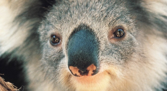 Image courtesy of Tourism Victoria