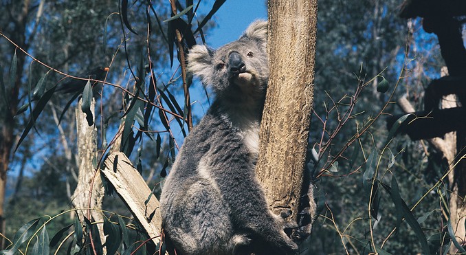 Image courtesy of Tourism Victoria