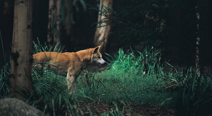 Image courtesy of Tourism Victoria