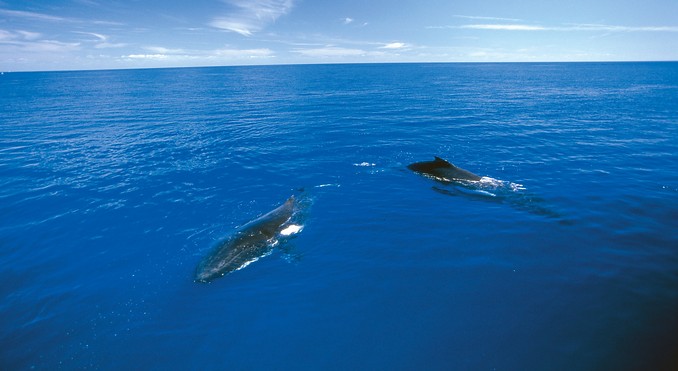 Image courtesy of Tourism Queensland