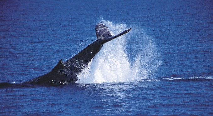 Image courtesy of Tourism Queensland