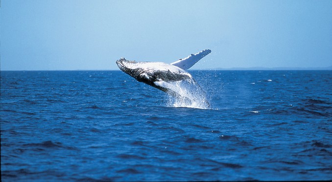 Image courtesy of Tourism Queensland