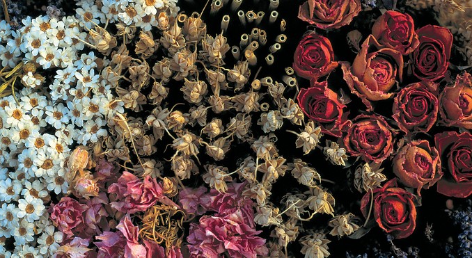 Image courtesy of Tourism Queensland