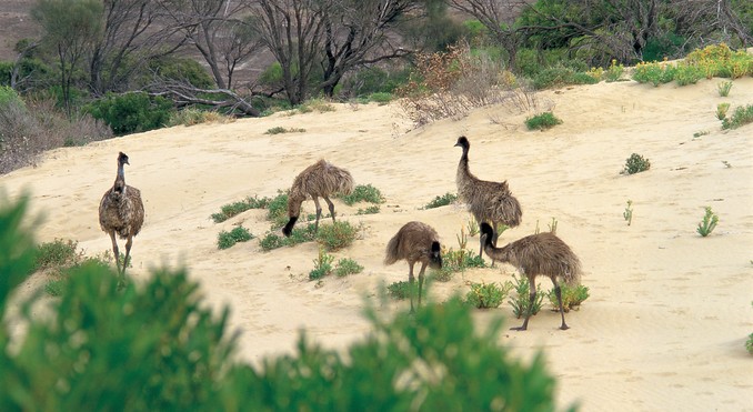 Image courtesy of South Australia