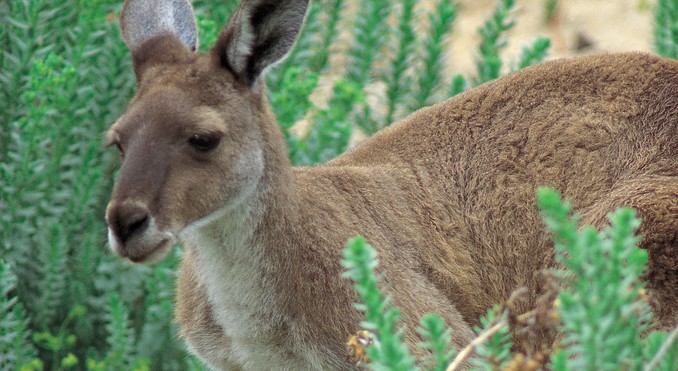 Image courtesy of South Australia