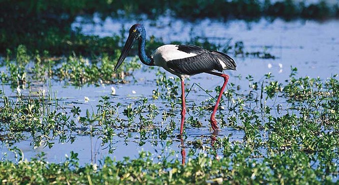 Image courtesy of Tourism NT