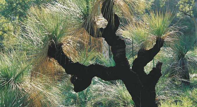 Image courtesy of Western Australia