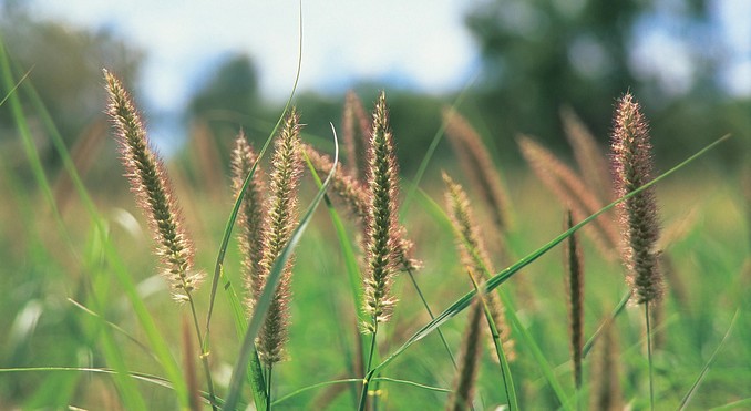 Image courtesy of Tourism Queensland