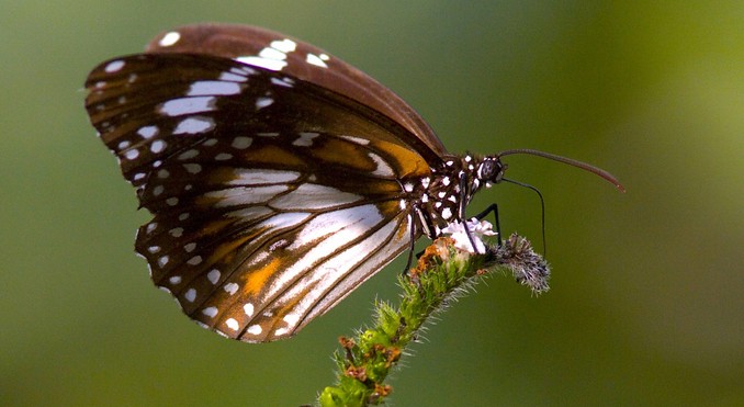 Image courtesy of Tourism NT