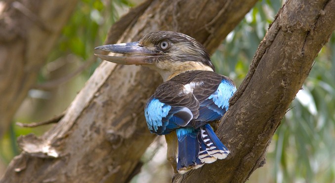 Image courtesy of Tourism NT
