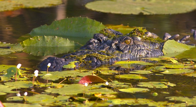 Image courtesy of Tourism NT