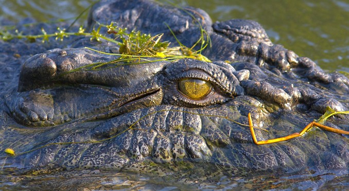 Image courtesy of Tourism NT