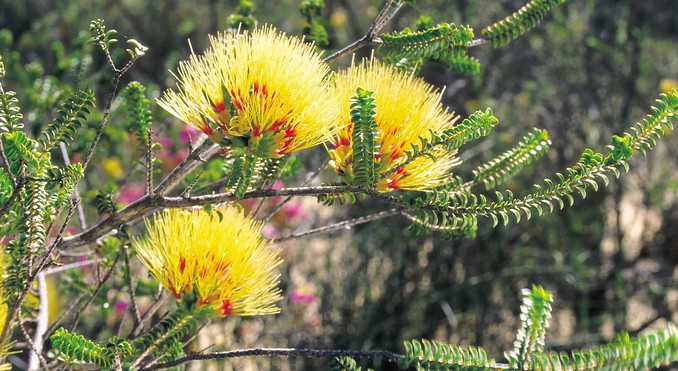 Image courtesy of Western Australia