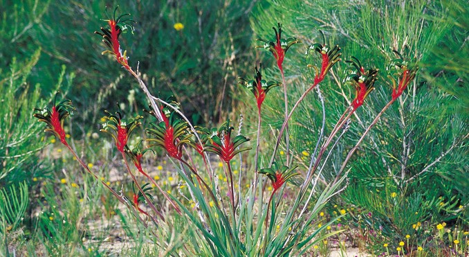 Image courtesy of Western Australia