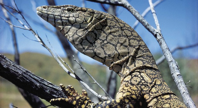 Image courtesy of Western Australia