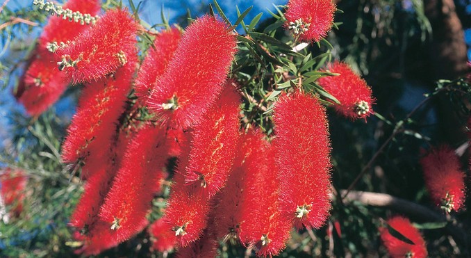 Image courtesy of Western Australia