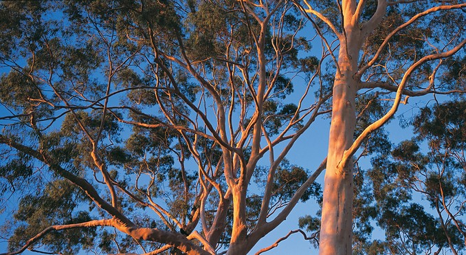 Image courtesy of Western Australia