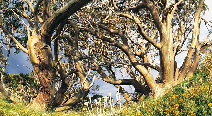 Image courtesy of Tourism New South Wales