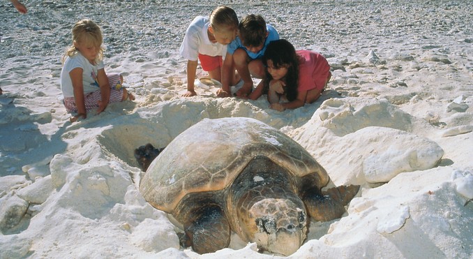 Image courtesy of Tourism Queensland