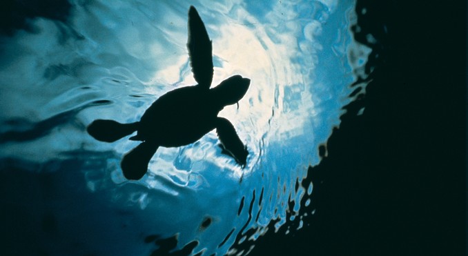 Image courtesy of Tourism Queensland