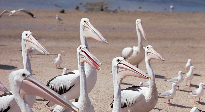 Image courtesy of South Australia