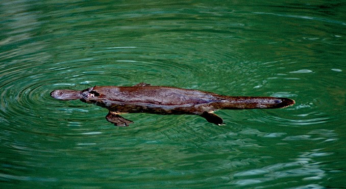 Image courtesy of Tourism Queensland
