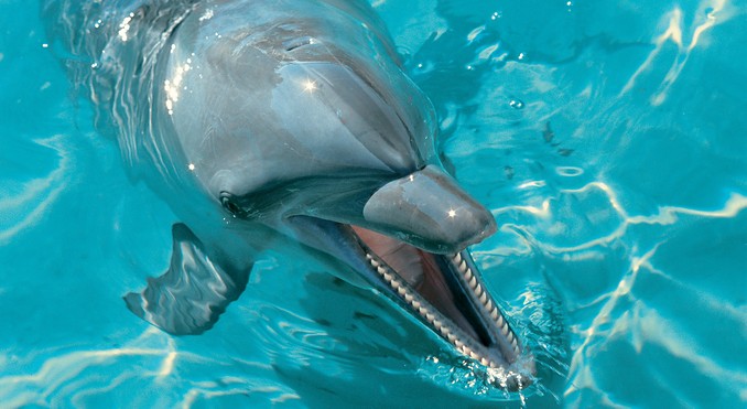 Image courtesy of Tourism Queensland