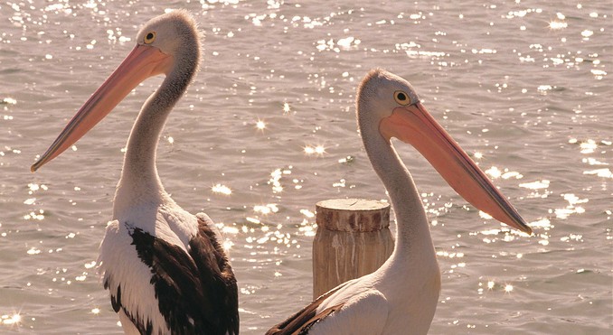 Image courtesy of Western Australia