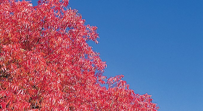 Image courtesy of Tourism Victoria