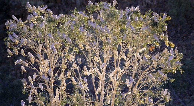 Image courtesy of Western Australia