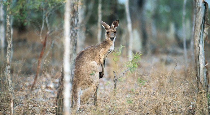 Image courtesy of Tourism Queensland