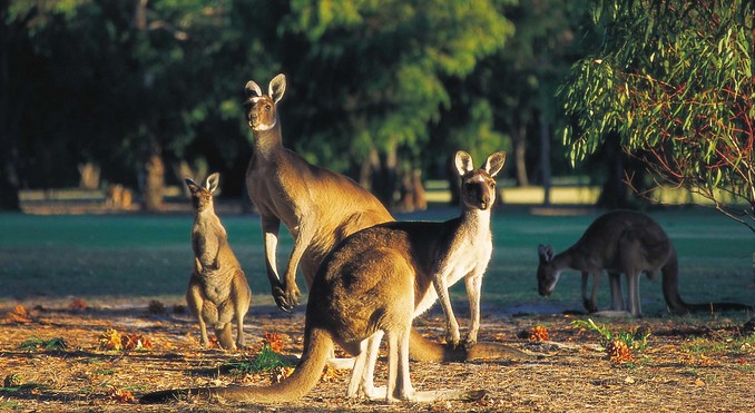 Image courtesy of Western Australia