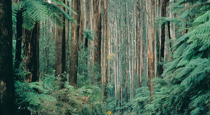 Image courtesy of Tourism Victoria
