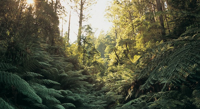 Image courtesy of Tourism Victoria