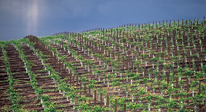 McLaren Vale