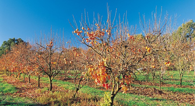 Image courtesy of Tourism Victoria