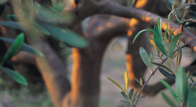 Image courtesy of Tourism Victoria