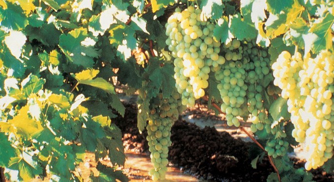 Image courtesy of Tourism Victoria