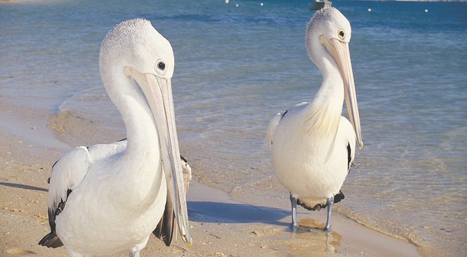 Image courtesy of Western Australia