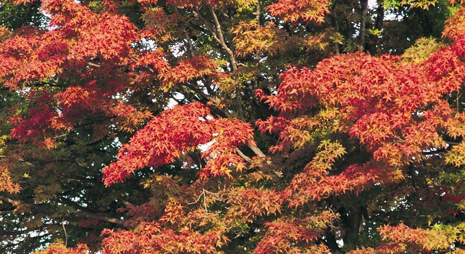 Image courtesy of Tourism New South Wales