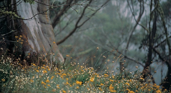 Image courtesy of Tourism Victoria