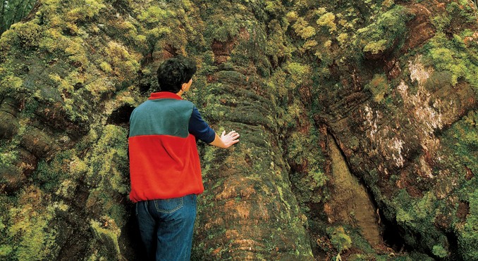 Mt Field National Park