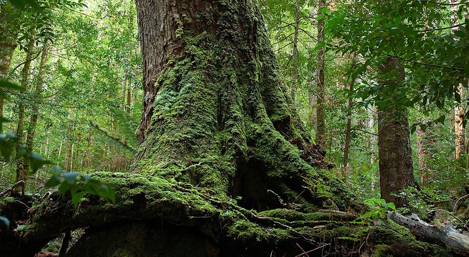 Image courtesy of Tourism Tasmania