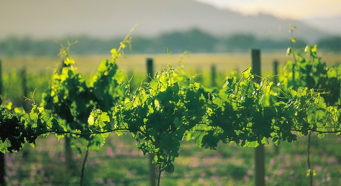 Image courtesy of Tourism New South Wales