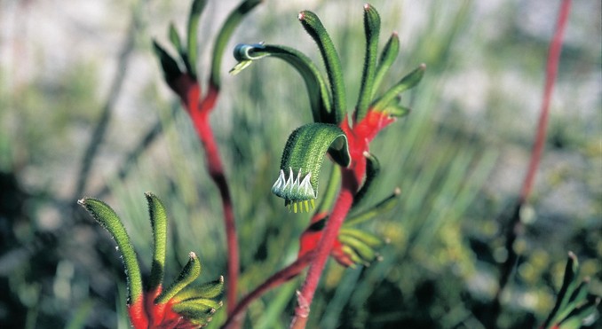 Image courtesy of Western Australia