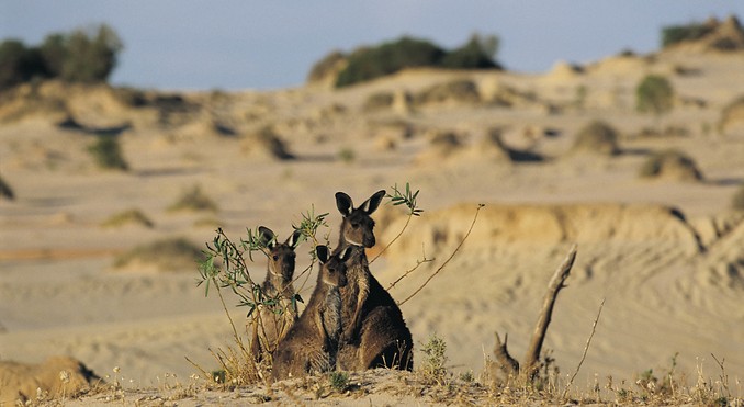 Image courtesy of Tourism New South Wales