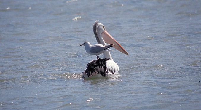 Image courtesy of South Australia