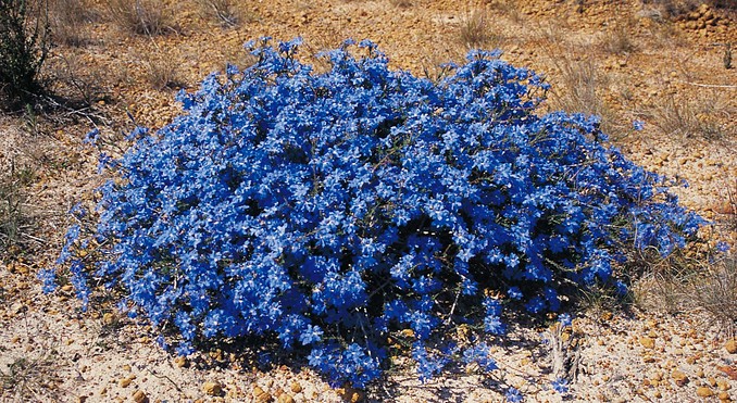 Image courtesy of Western Australia