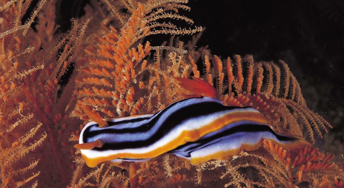 Image courtesy of Western Australia