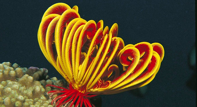 Image courtesy of Western Australia